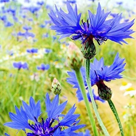 Mavi Kantoron Çiçeği tohumu [2 adet kapsül tohum]